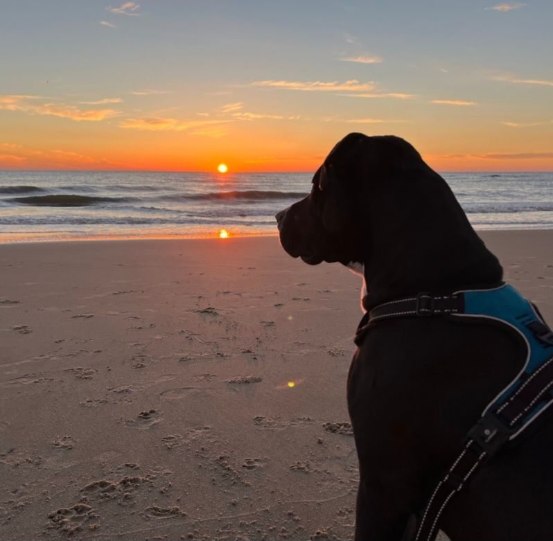 "Chasing sunsets beyond the horizon—run free, my sweet soul. 💛🌅"