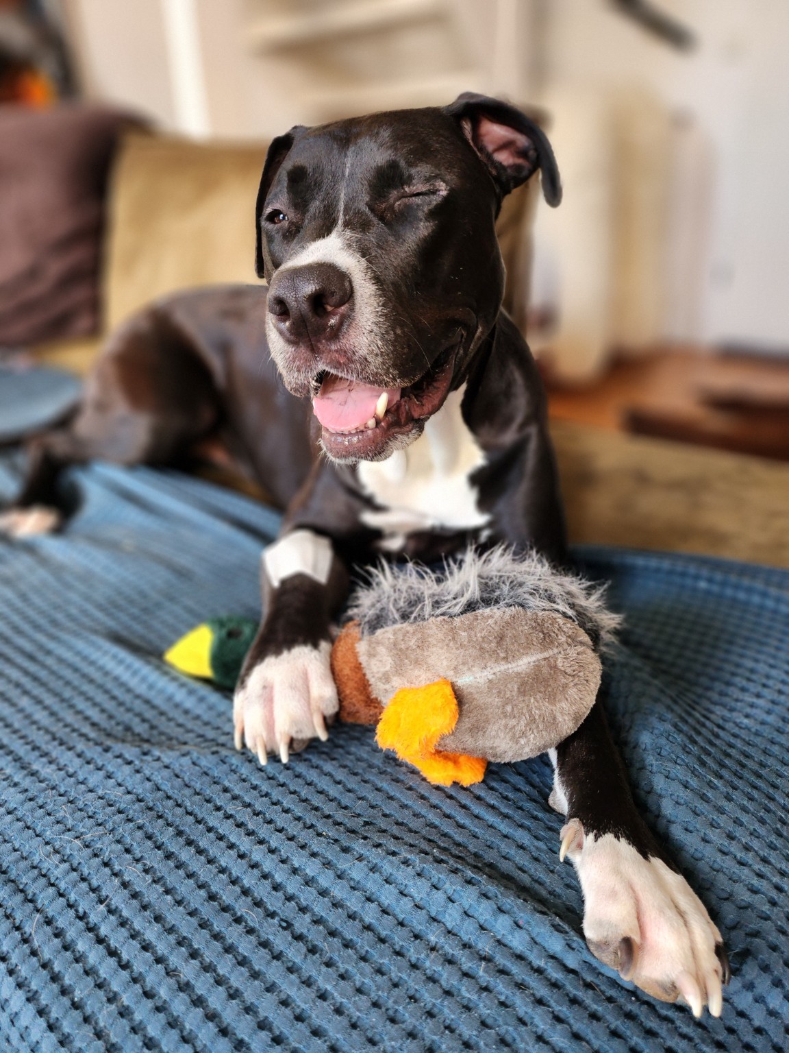 Lemon lying on a blue blanket with a plush duck, one eye closed and her mouth open.