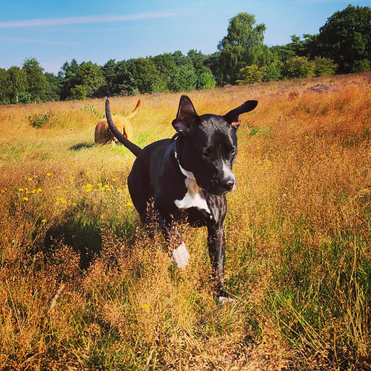 Lemon running through golden grass with her ears flying, another dog behind her.