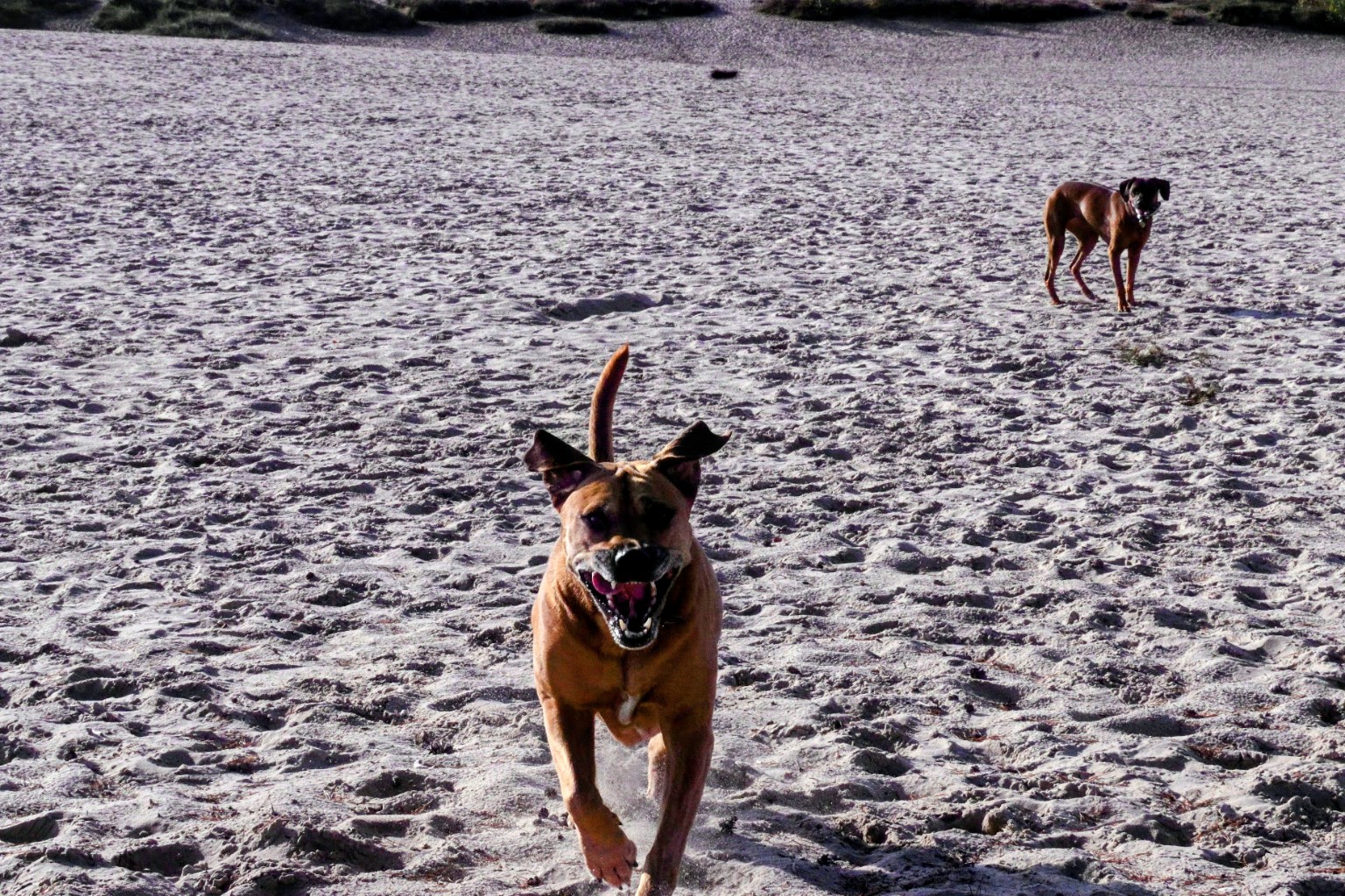 One dog runs toward the camera across the sand while the other waits behind.