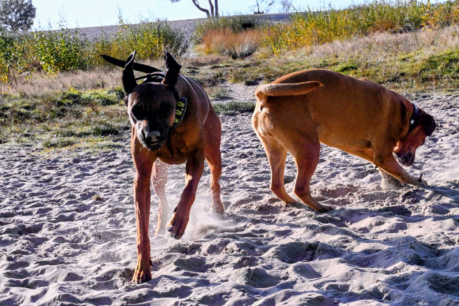 Hazel and Eazy playing in the sand at Soester Duin.