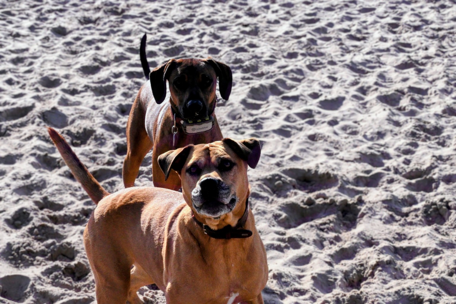 Close portrait of Hazel and Eazy together on the sand.