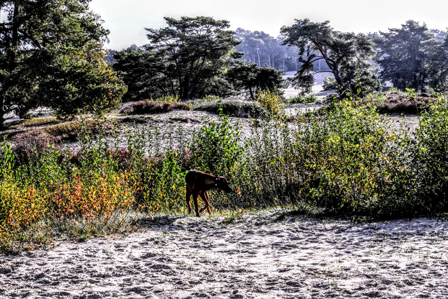 A dog explores a sandy path among autumn trees and heather.
