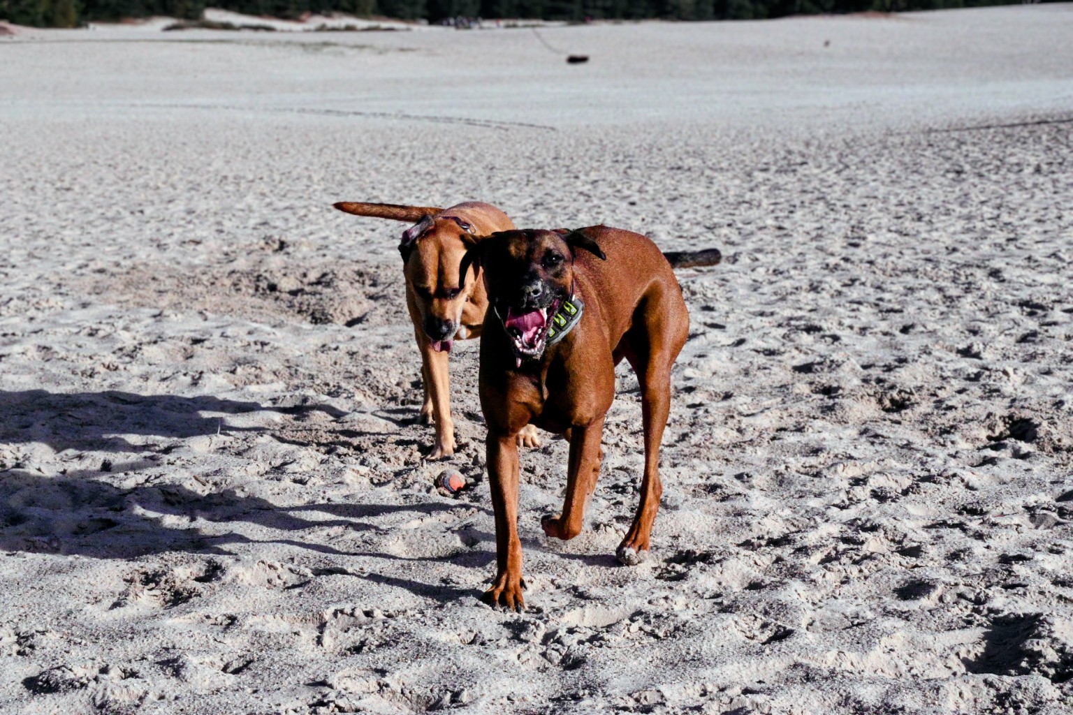 Hazel and Eazy run together across the sunlit dunes.