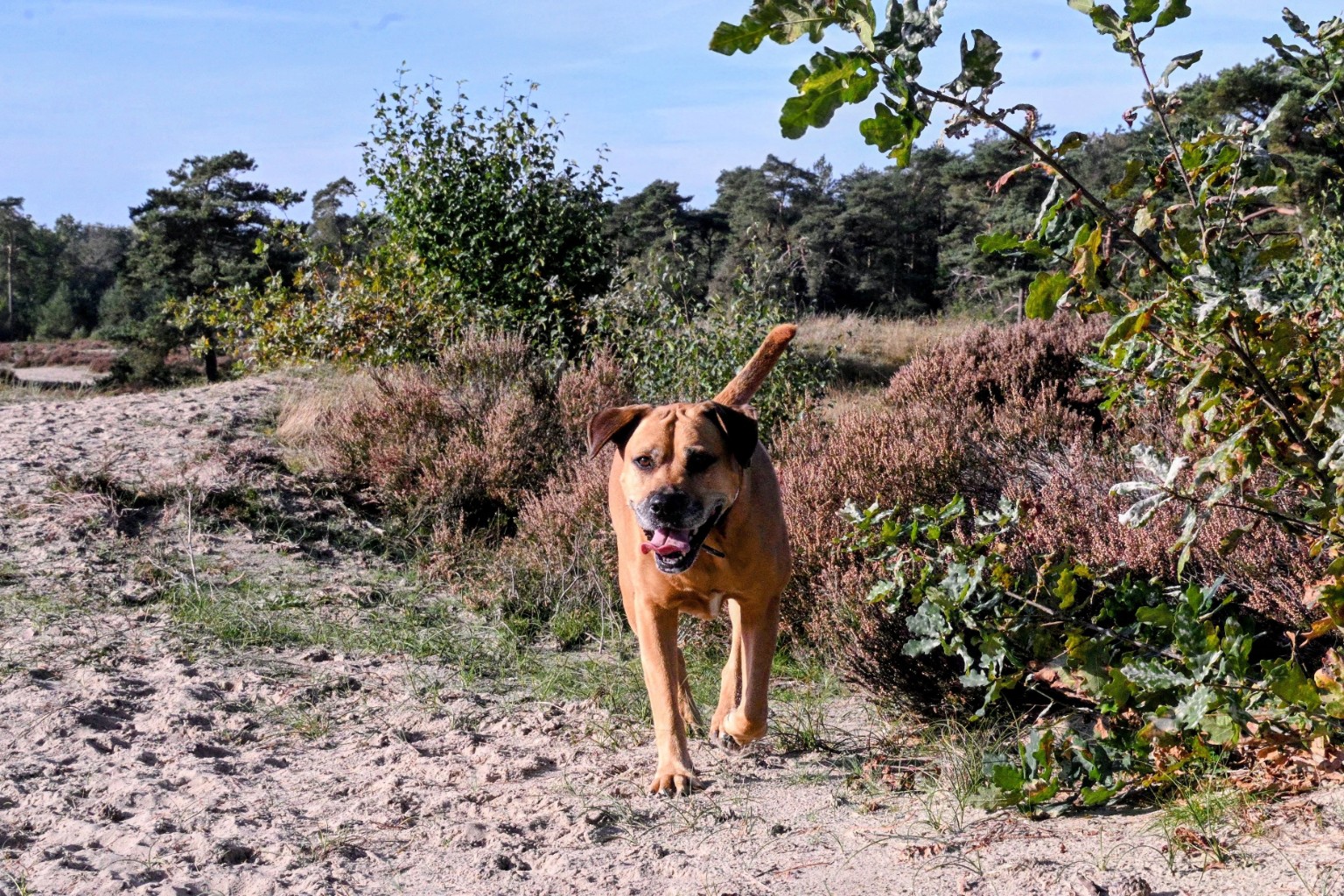 A dog trots toward the camera beside autumn heather.