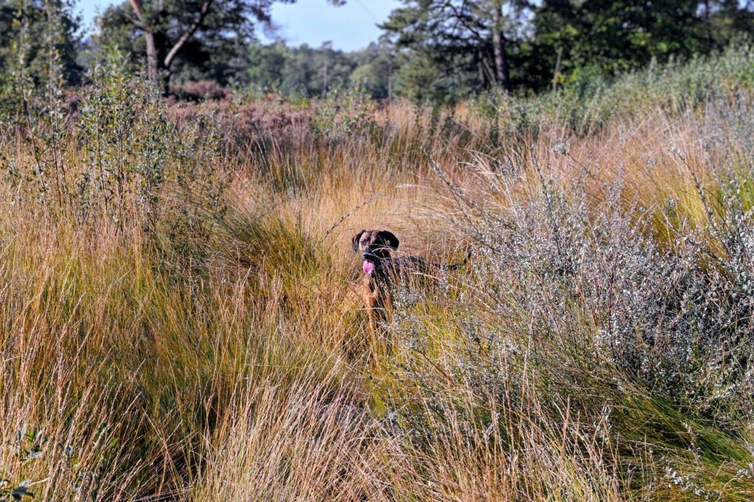 A dog pauses among tall golden grasses at Soester Duin.