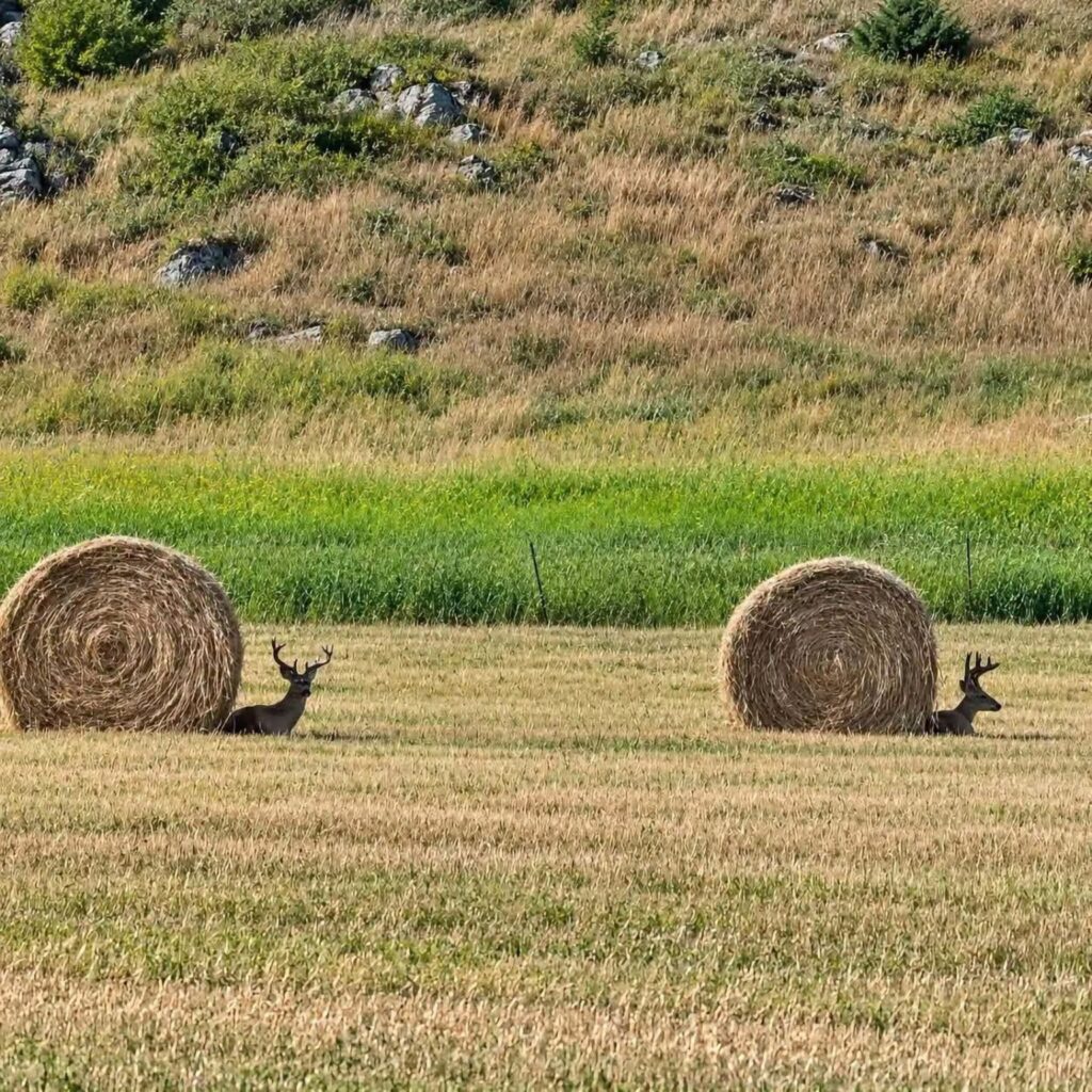 Two deer resting beside round hay bales in a sunlit field beneath a grassy, rocky hillside.