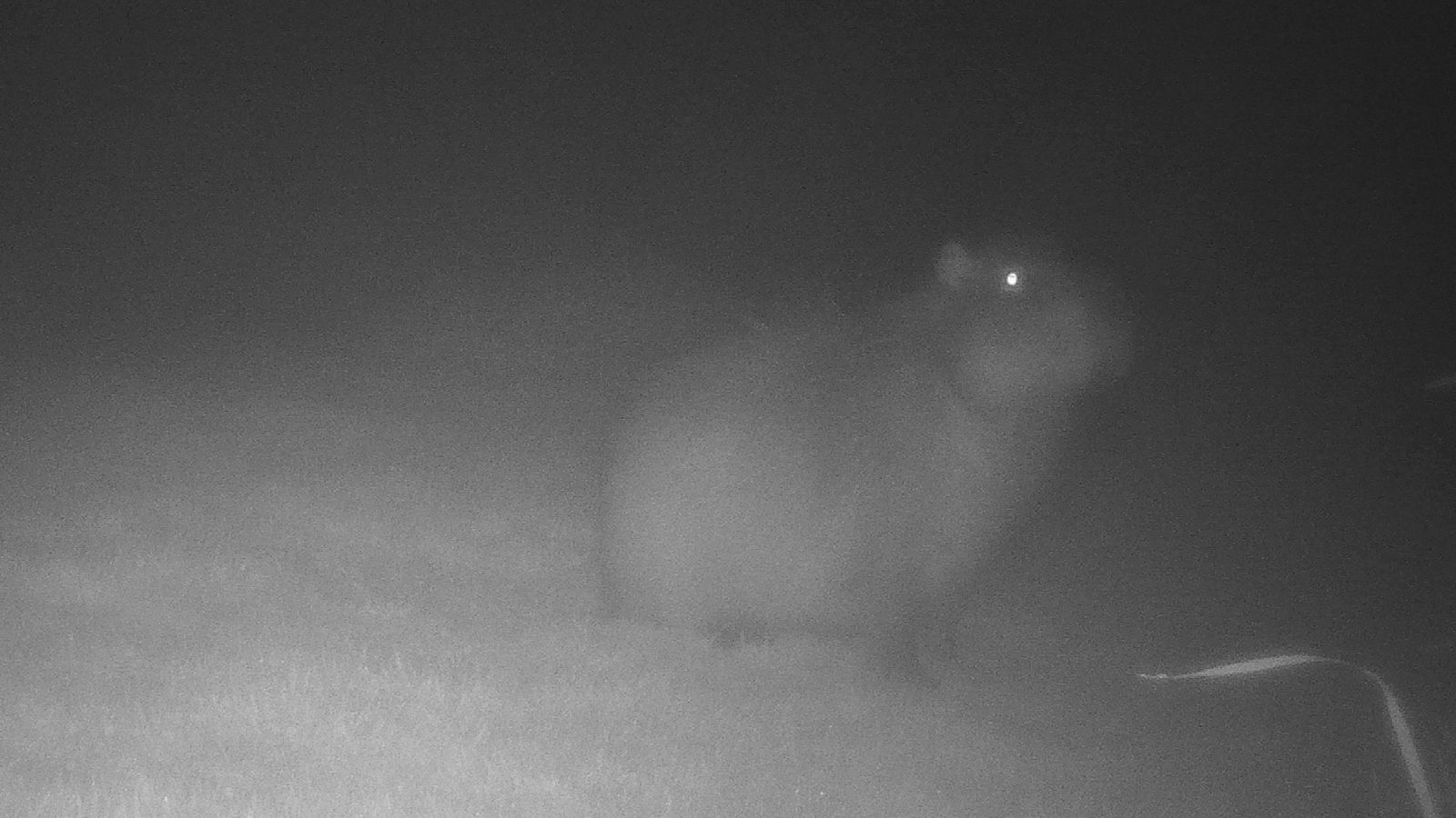 Marwell Zoo camera-trap image of Samba